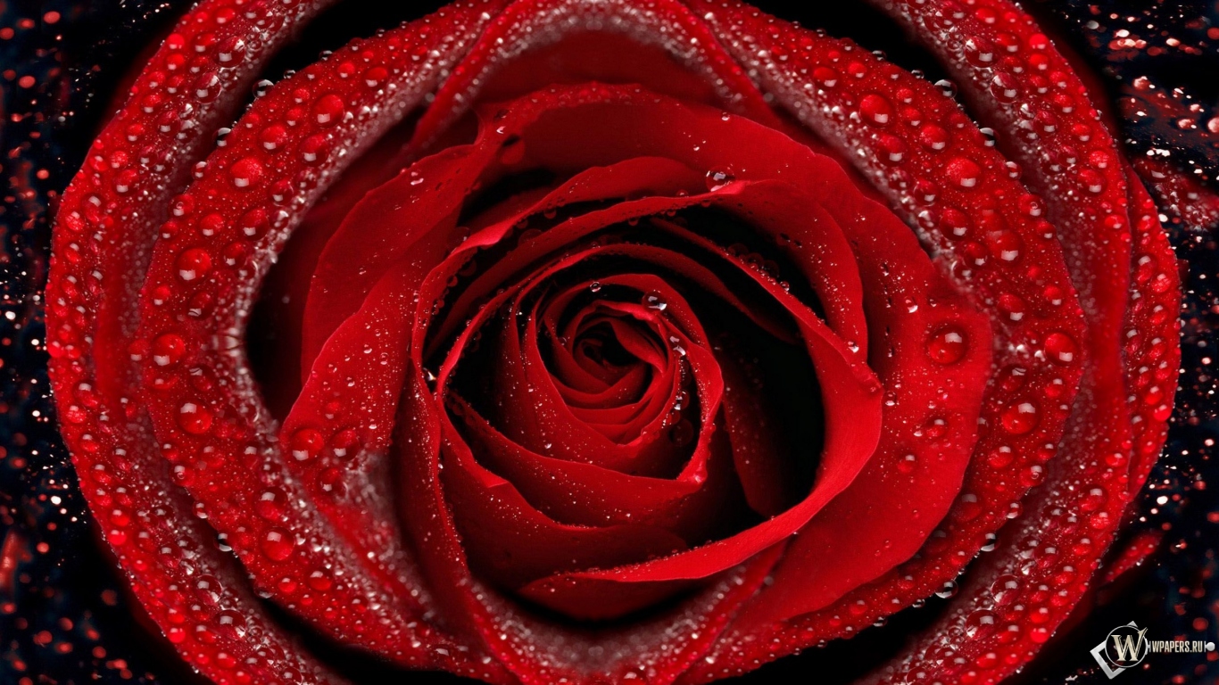 Красная роза 1366x768