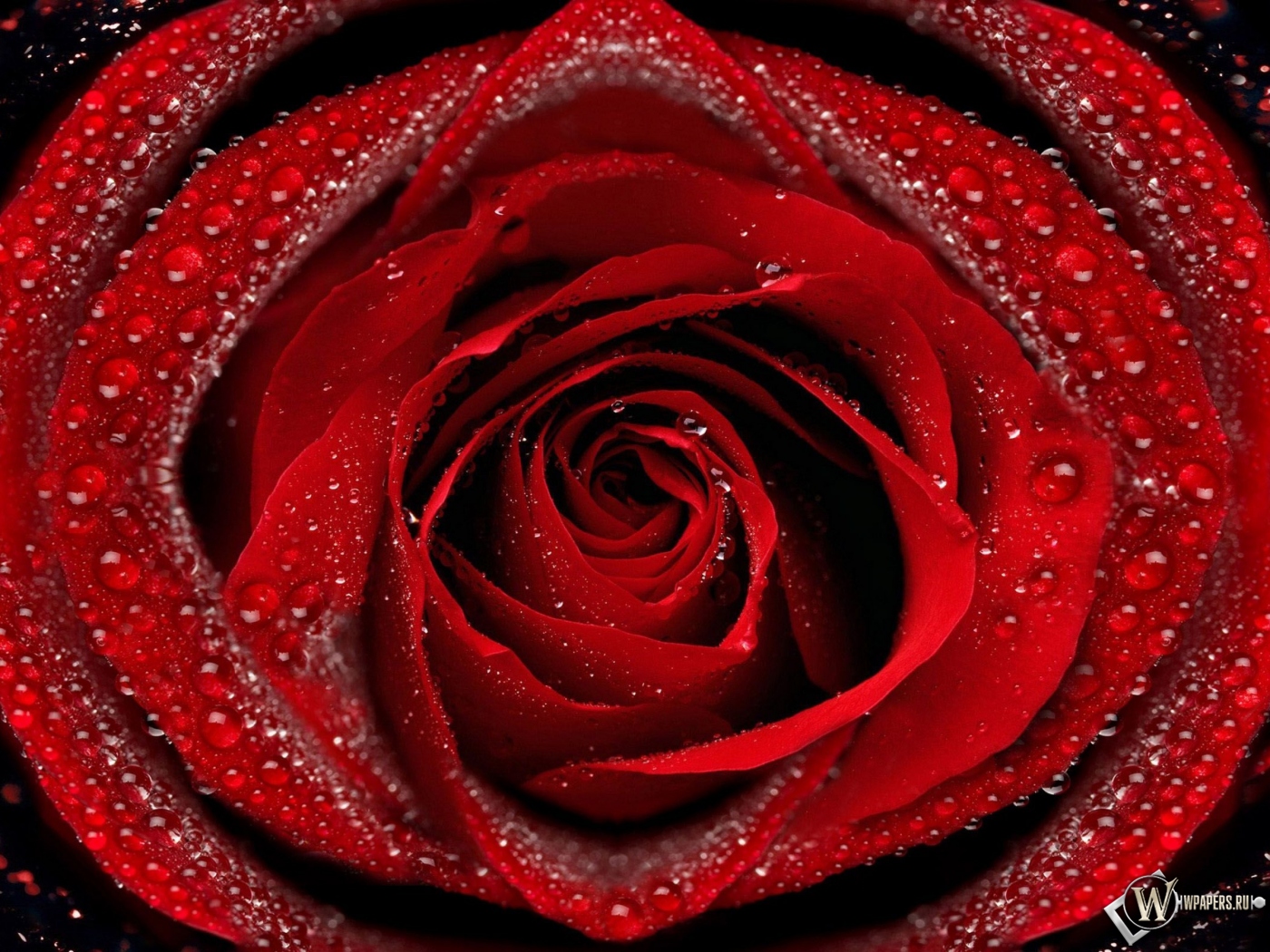 Красная роза 1400x1050