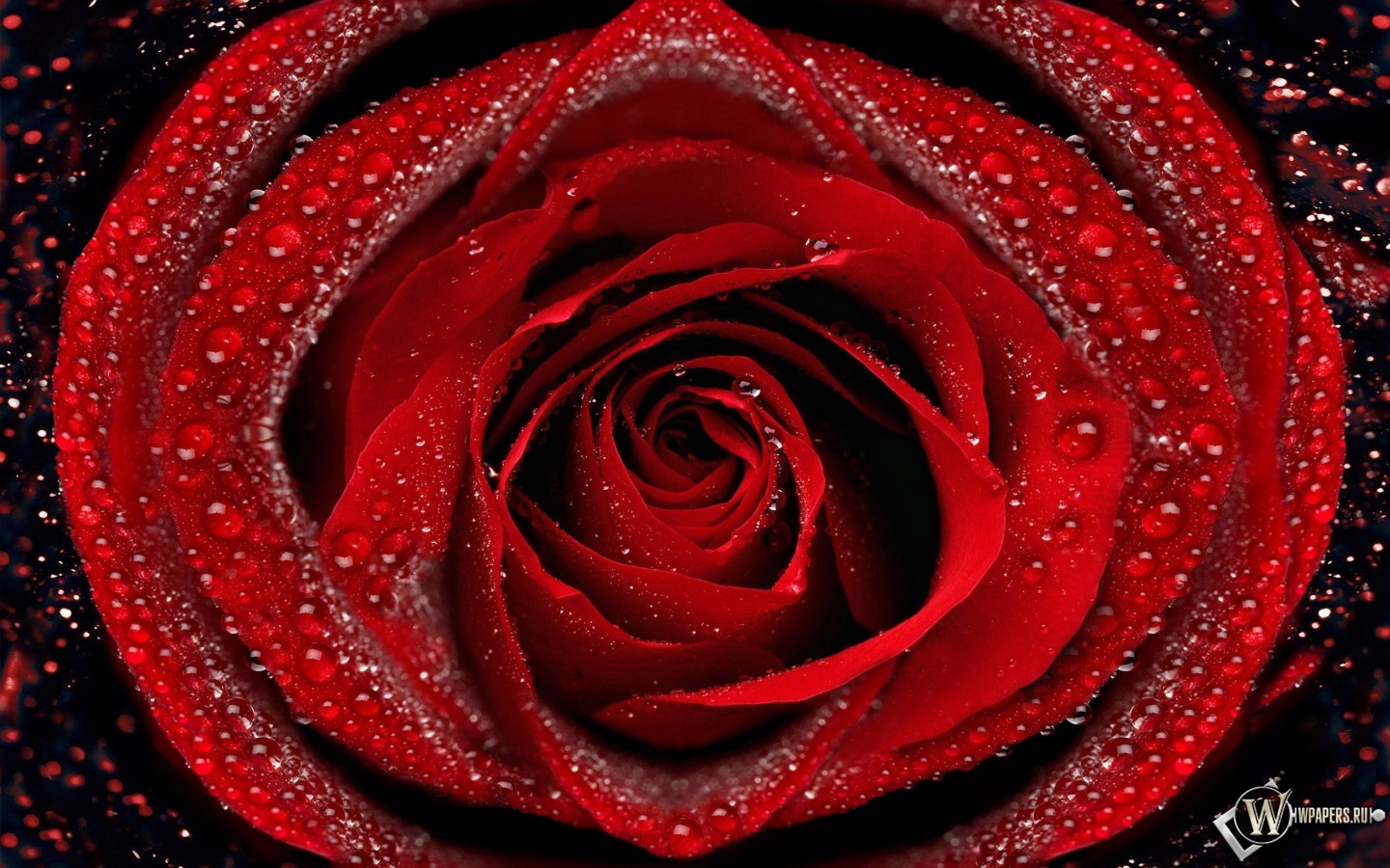 Красная роза 1440x900