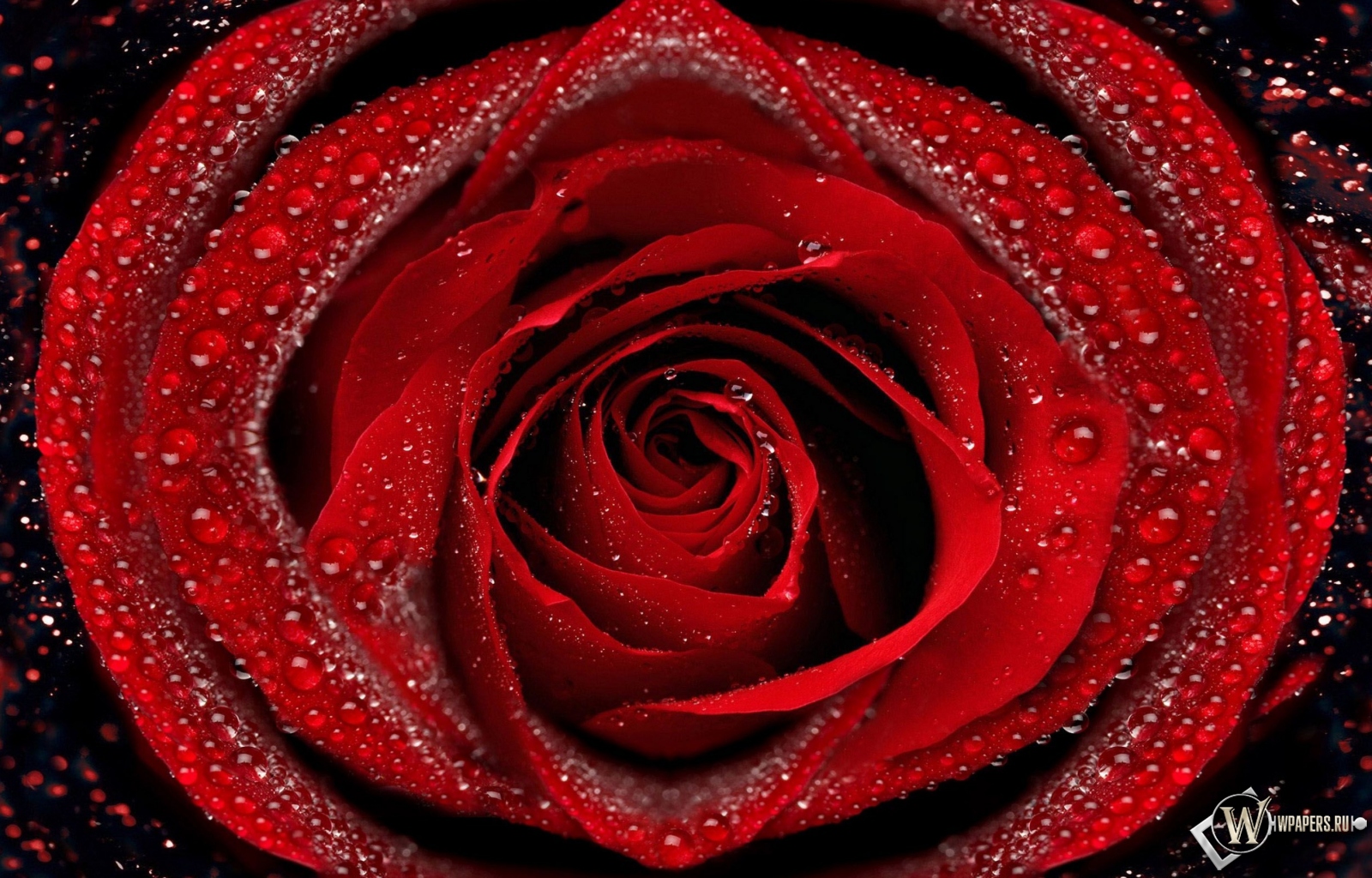 Красная роза 1600x1024