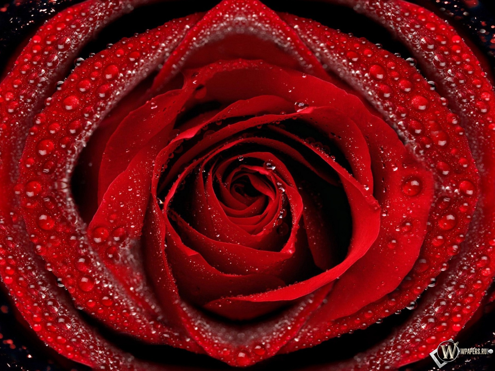 Красная роза 1600x1200