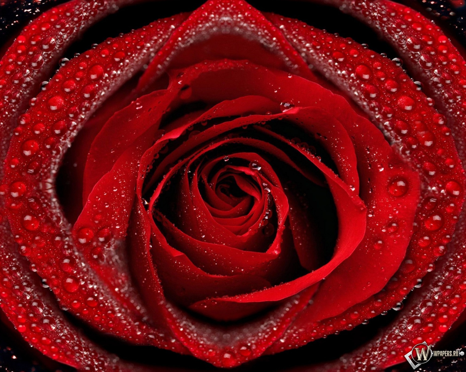 Красная роза 1600x1280
