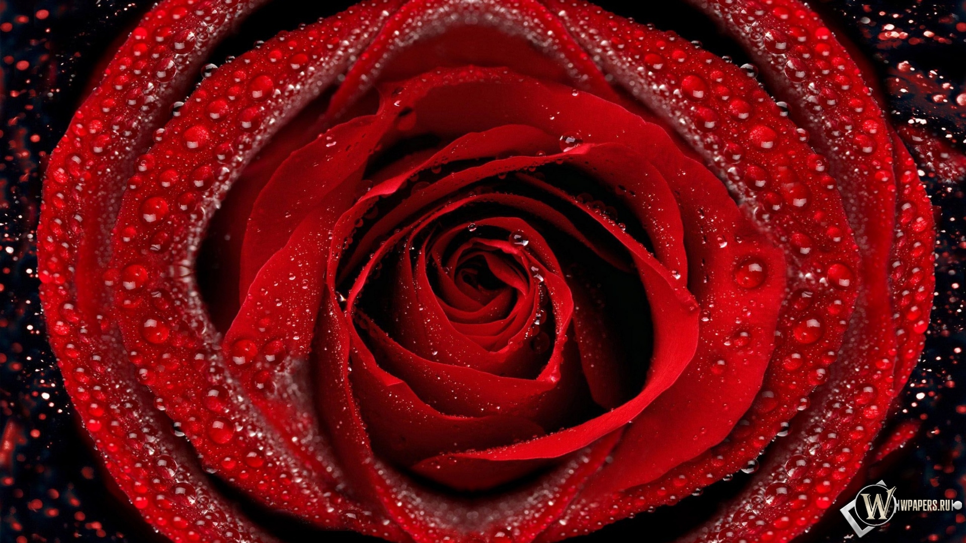 Красная роза 1920x1080