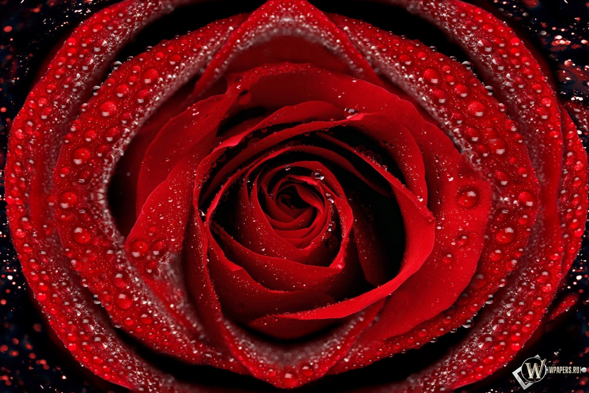Красная роза 1920x1280