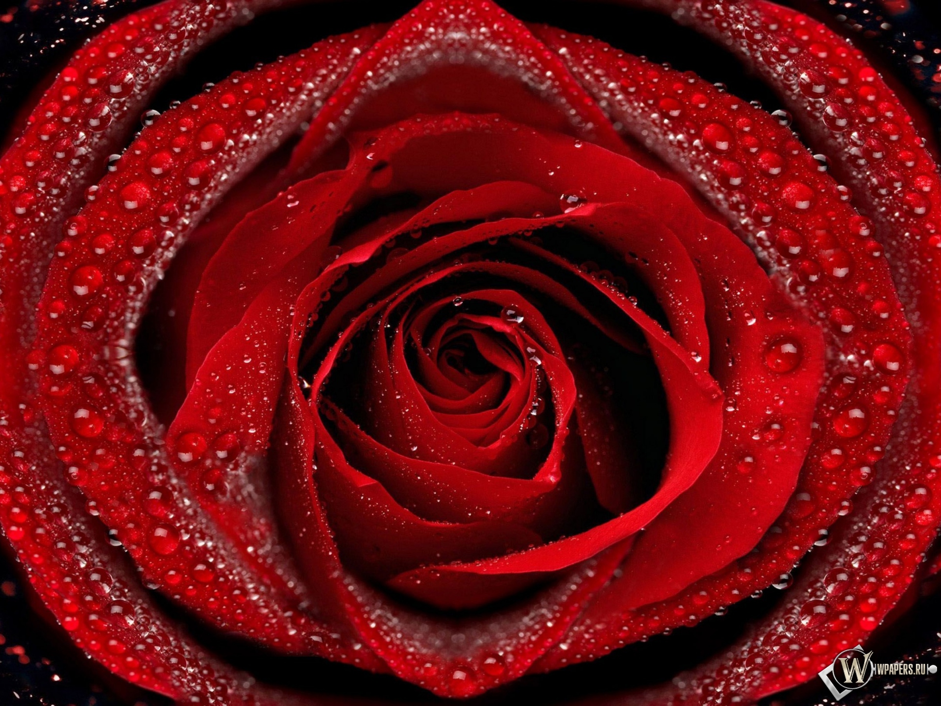 Красная роза 1920x1440