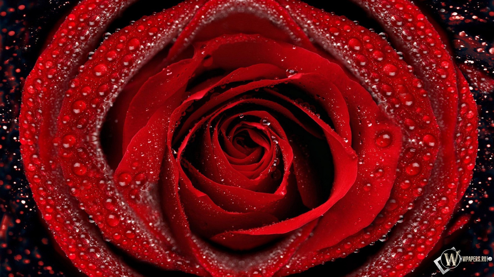 Красная роза 2048x1152