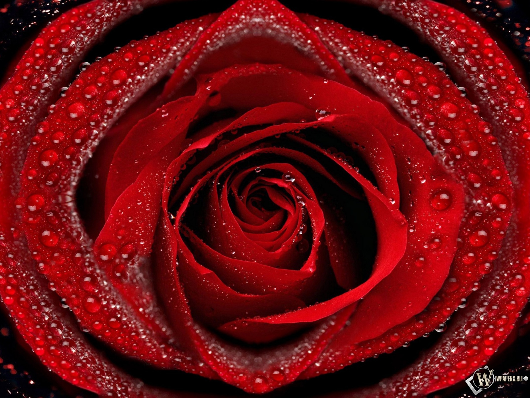 Красная роза 2048x1536