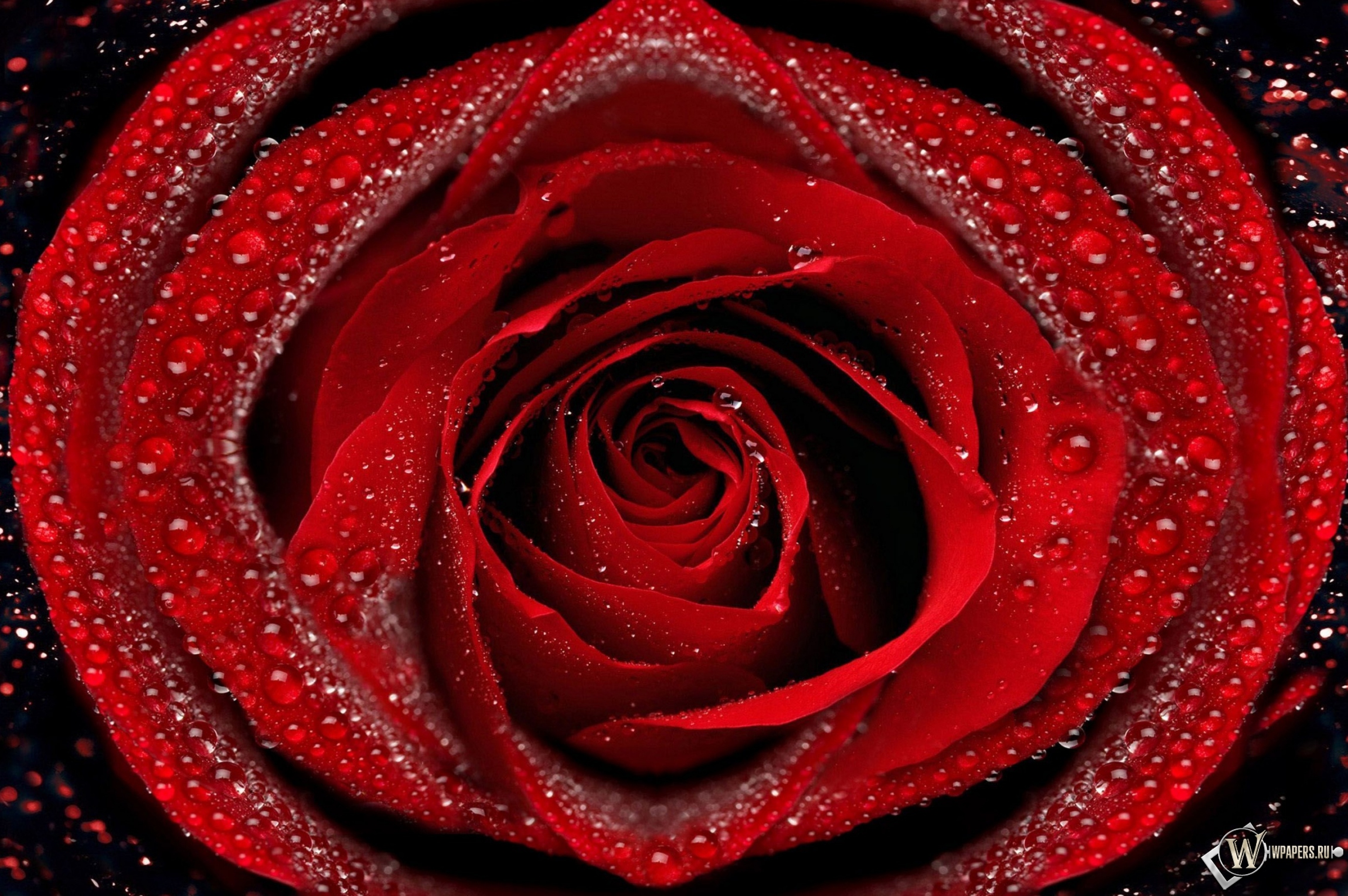 Красная роза 2300x1530