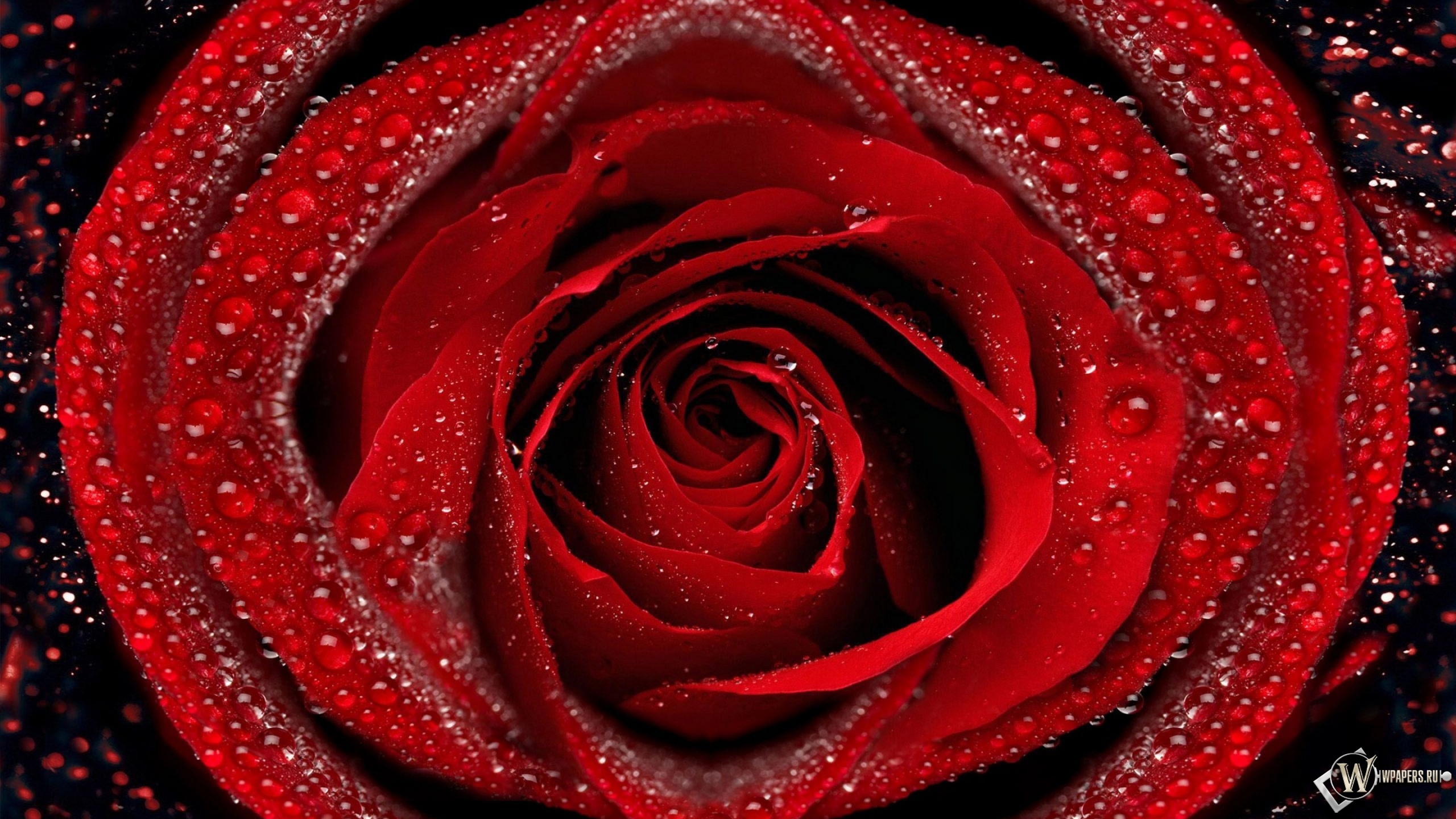 Красная роза 2560x1440