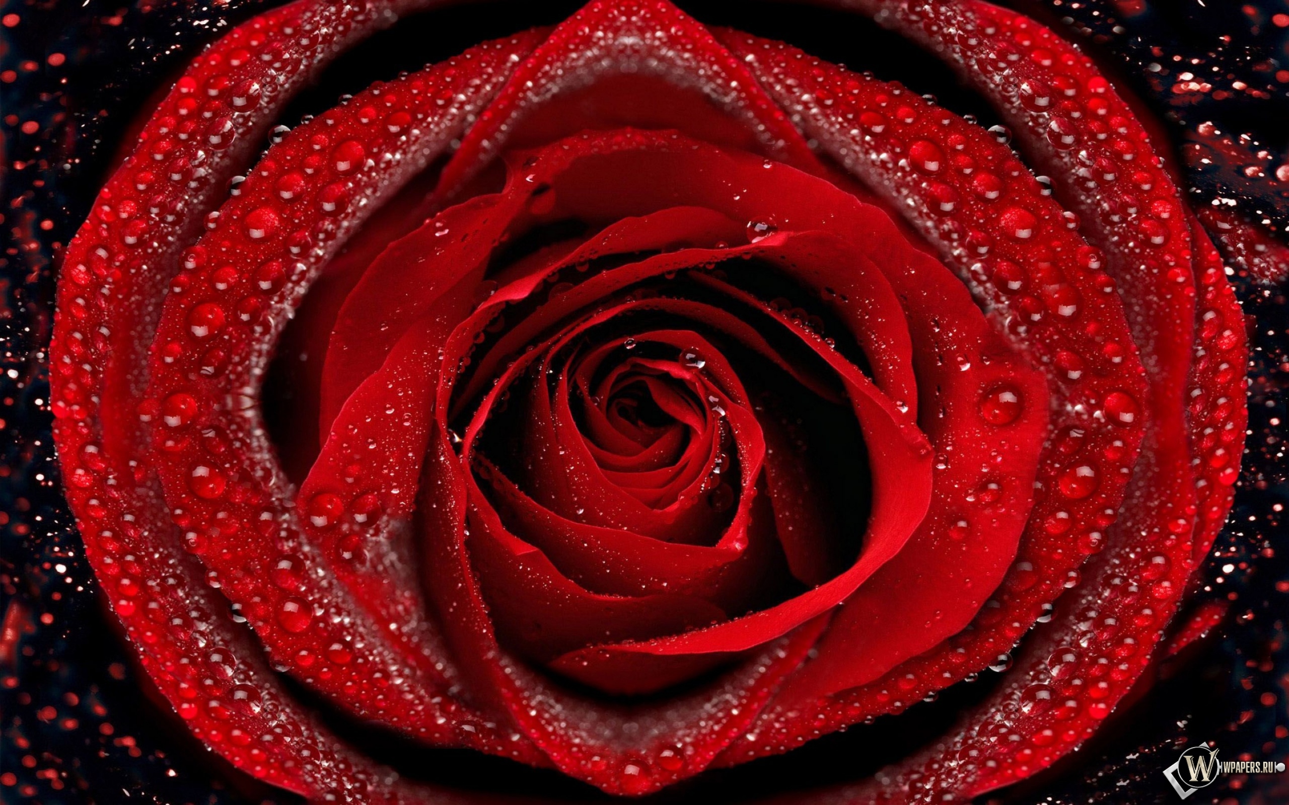 Красная роза 2560x1600