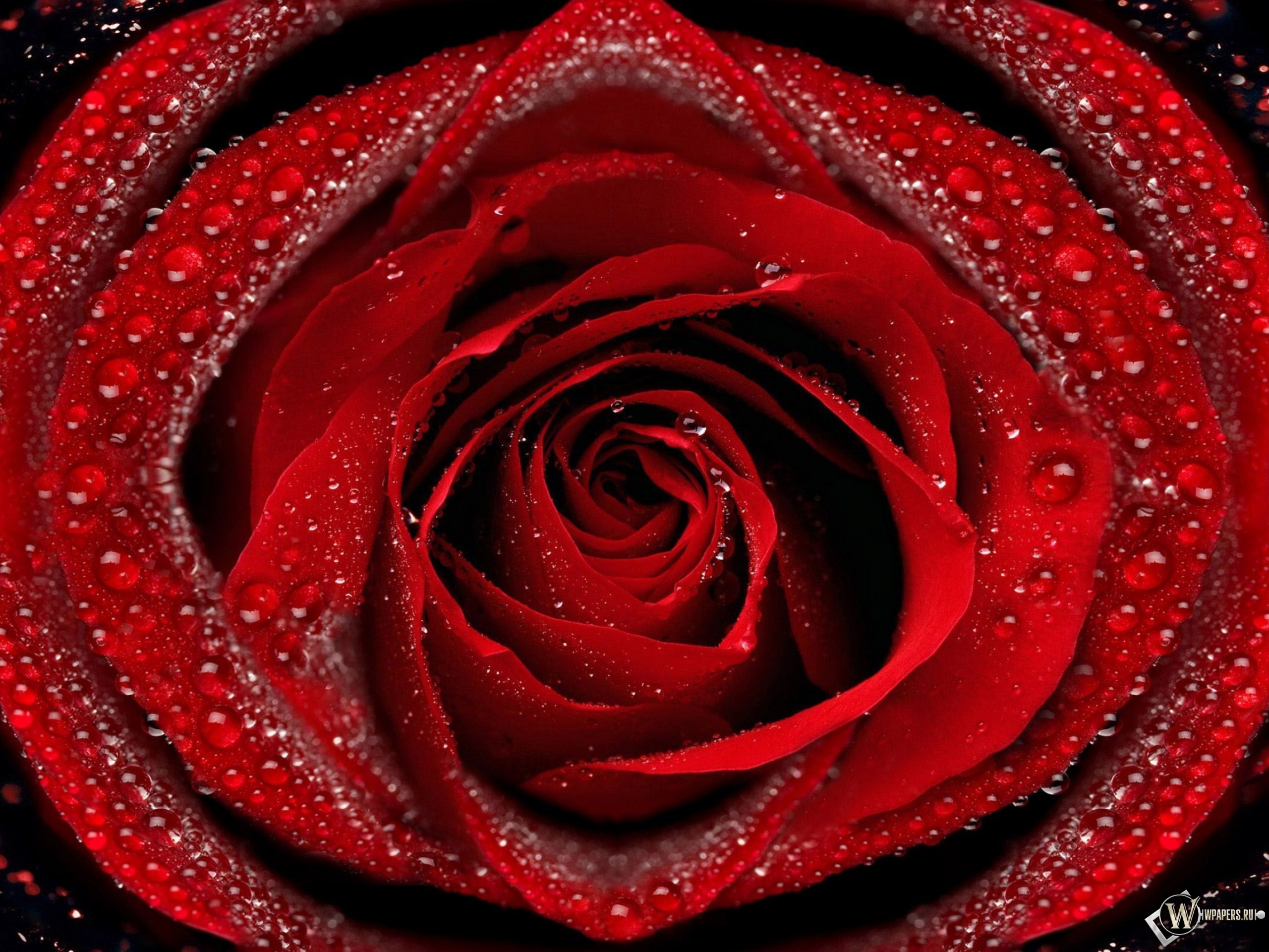 Красная роза 2560x1920