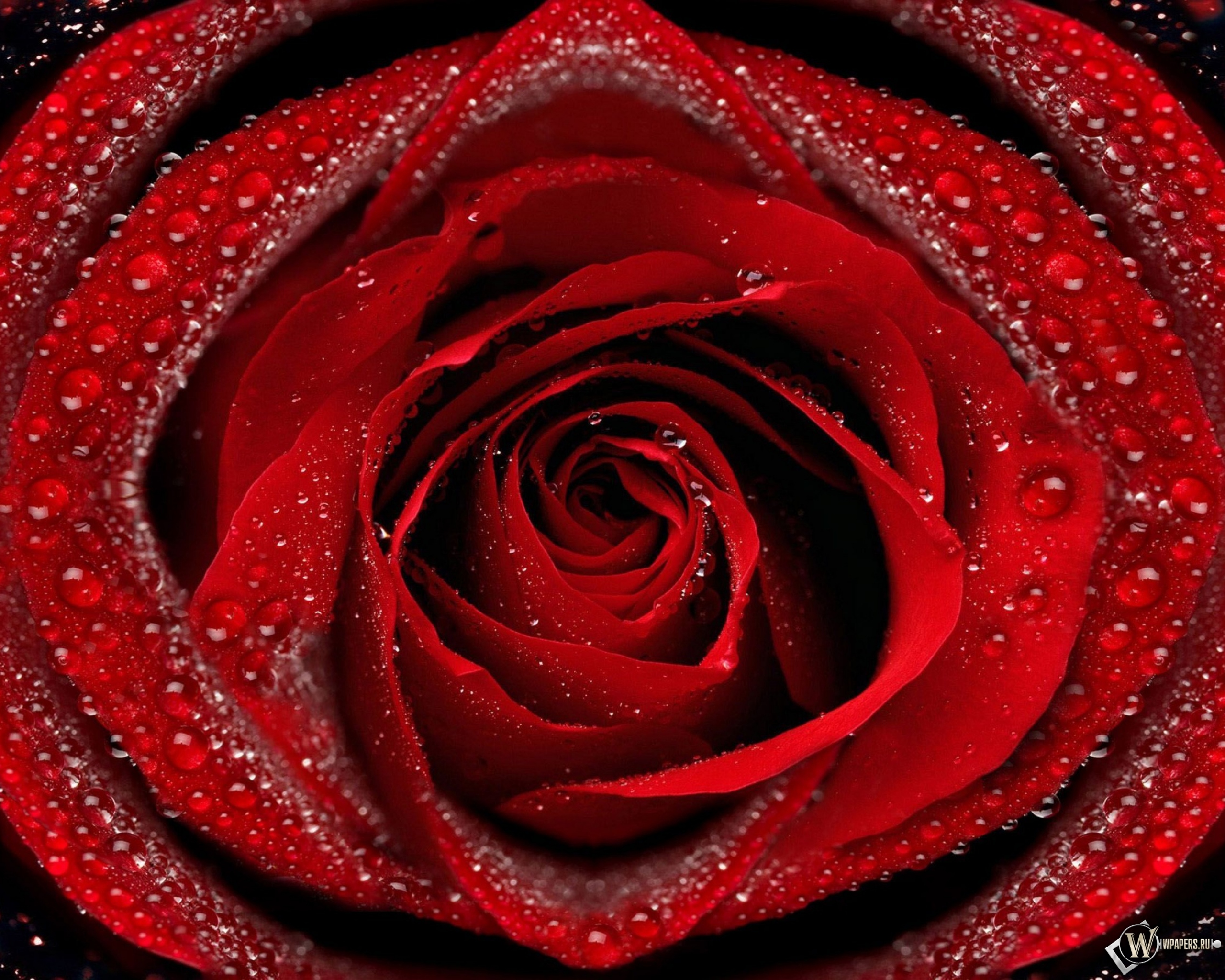 Красная роза 2560x2048