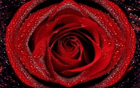 Обои Красная роза: Роза, Капли, Роса, Лепестки, Макро, Бутон, Цветы