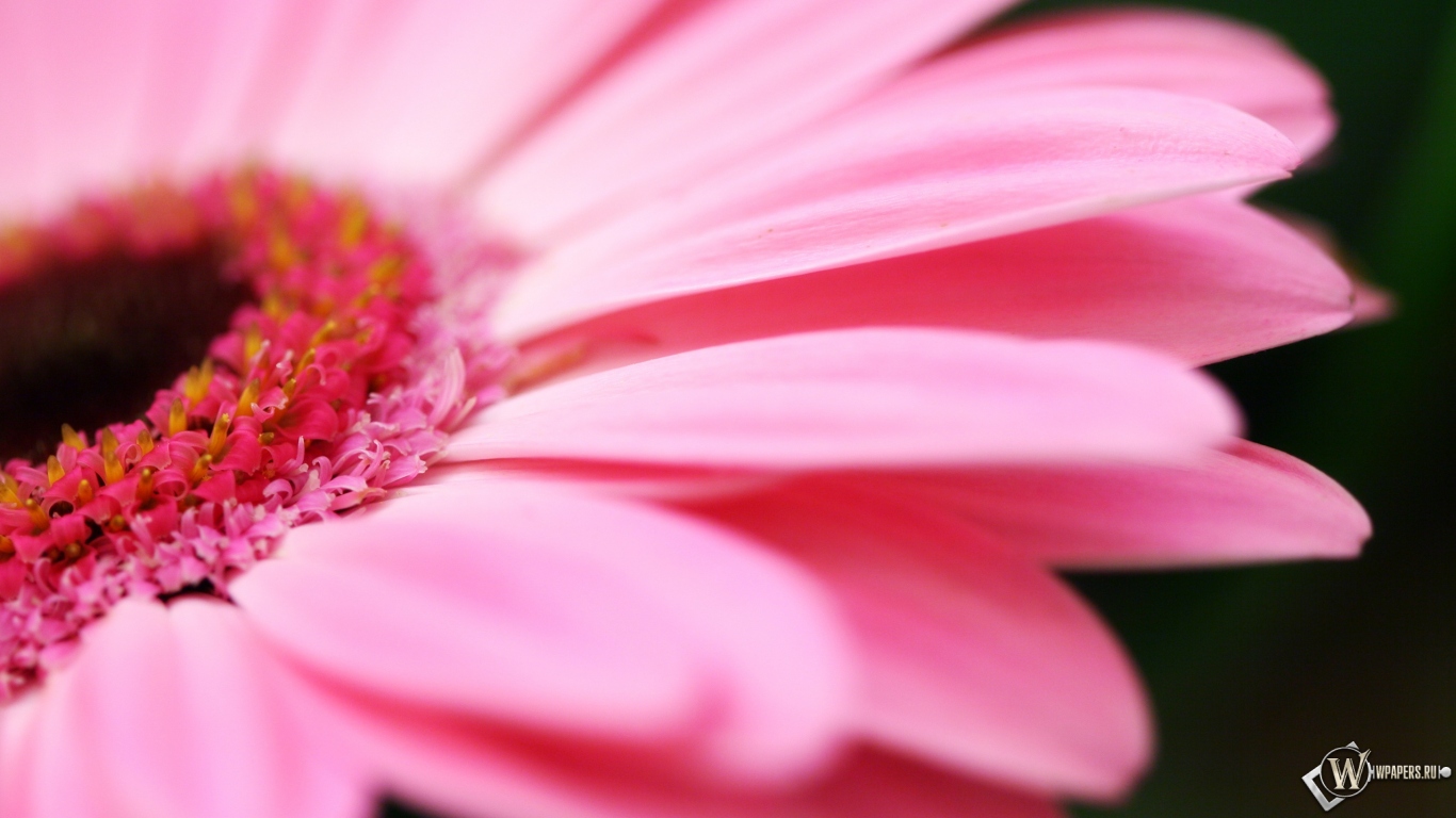 Pink flower 1366x768