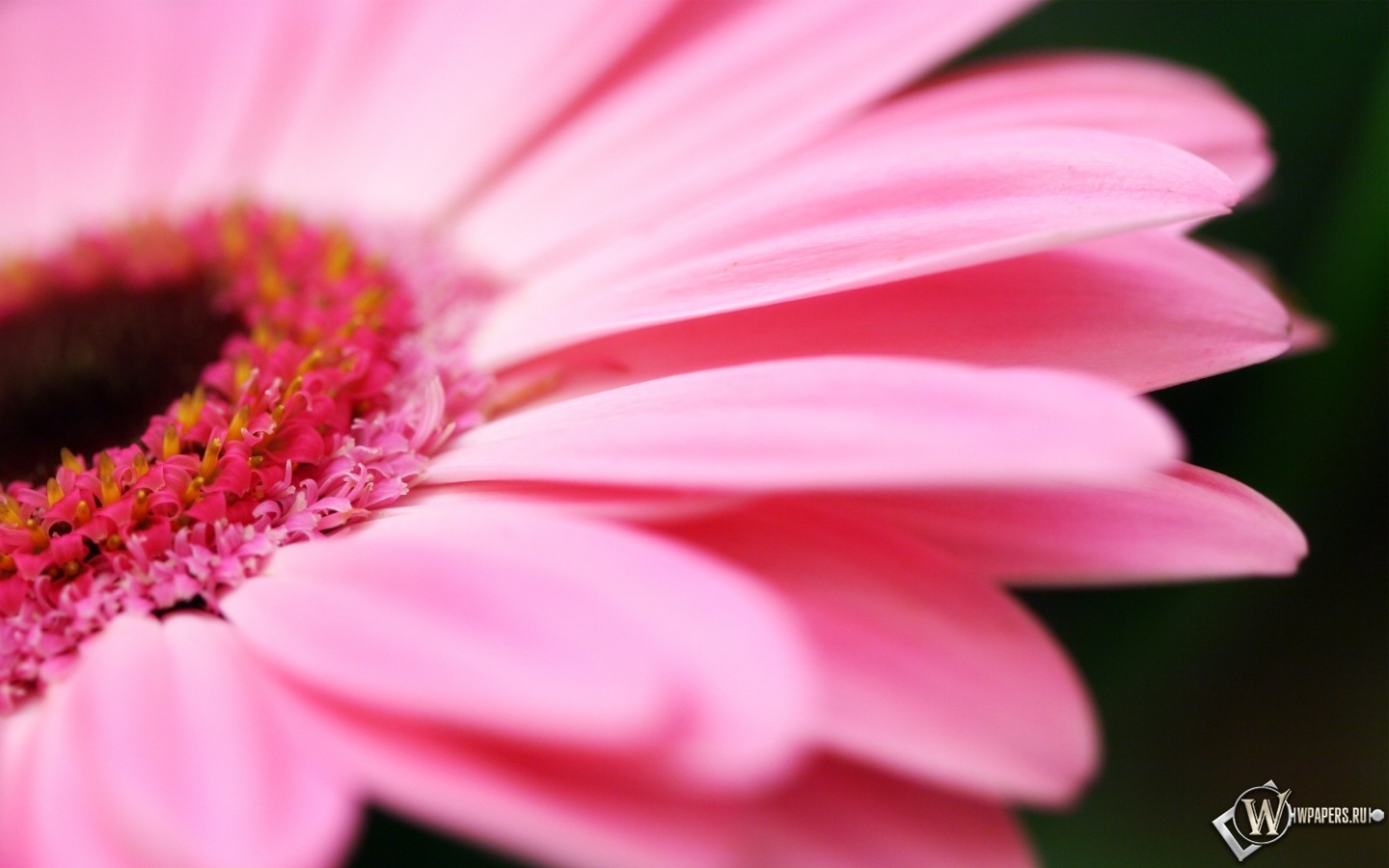 Pink flower 1440x900