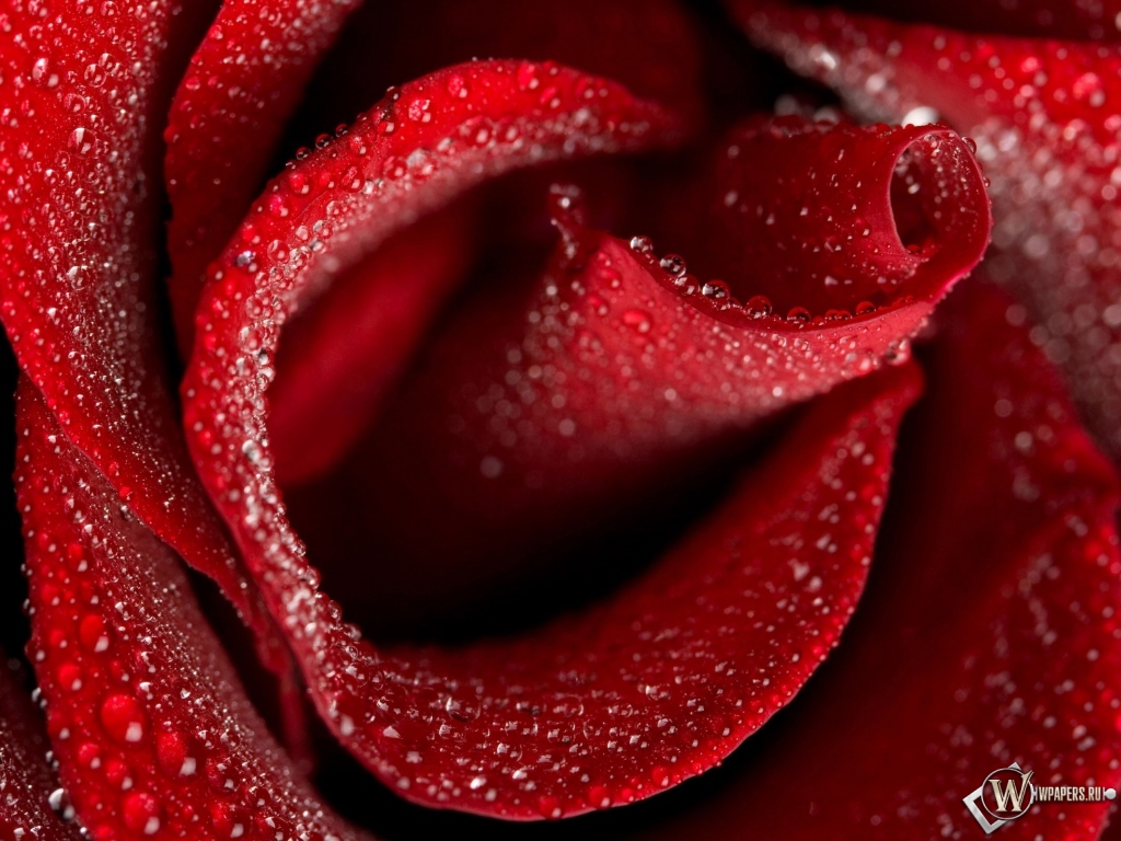 Бутон красной розы 1024x768
