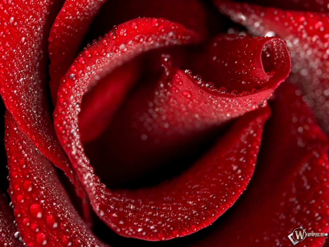 Бутон красной розы 1152x864