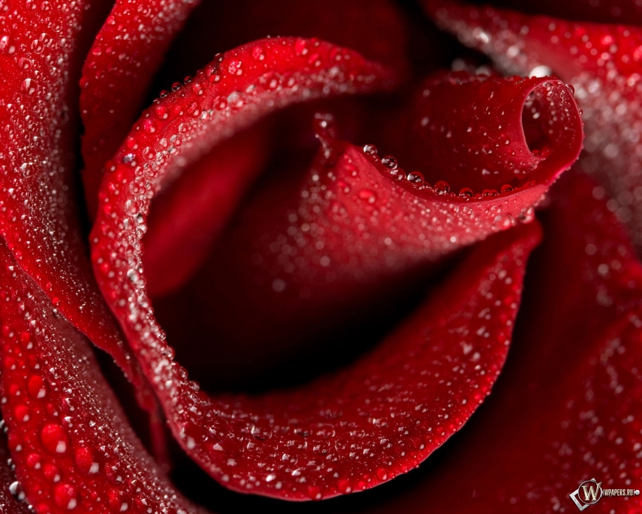 Бутон красной розы 1280x1024