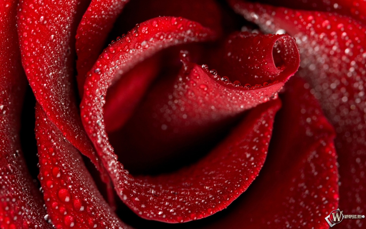 Бутон красной розы 1280x800