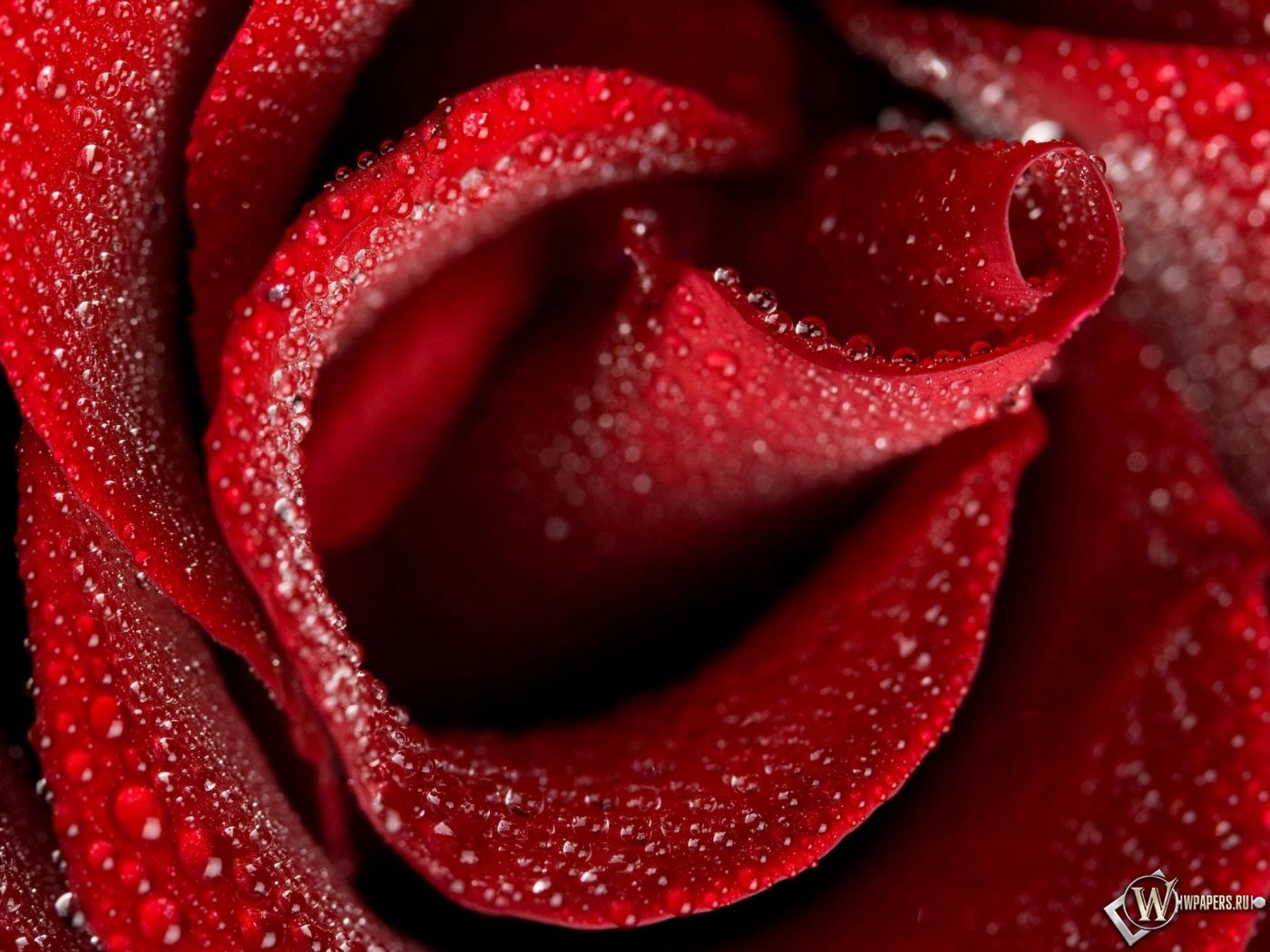 Бутон красной розы 1400x1050