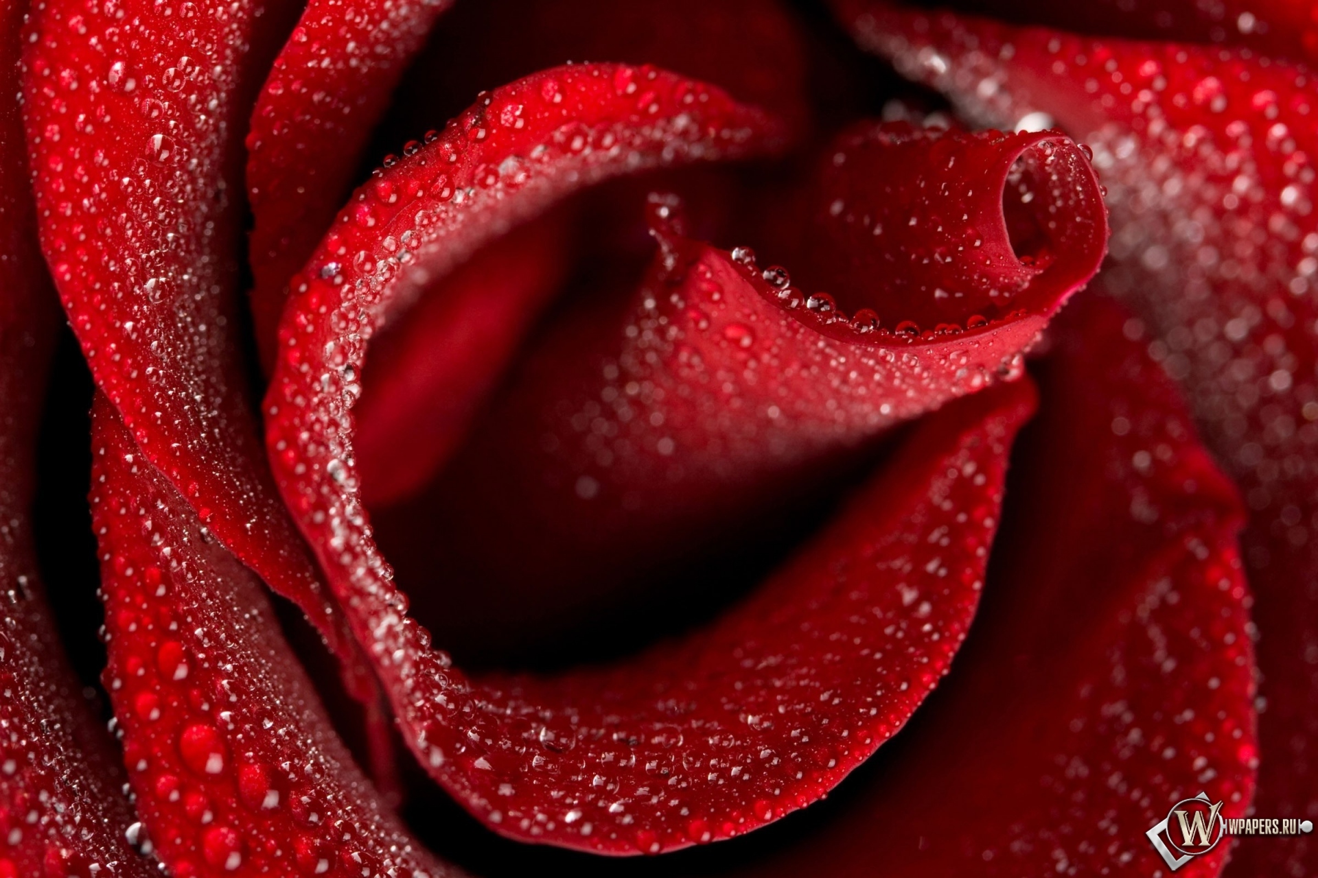 Бутон красной розы 1920x1280