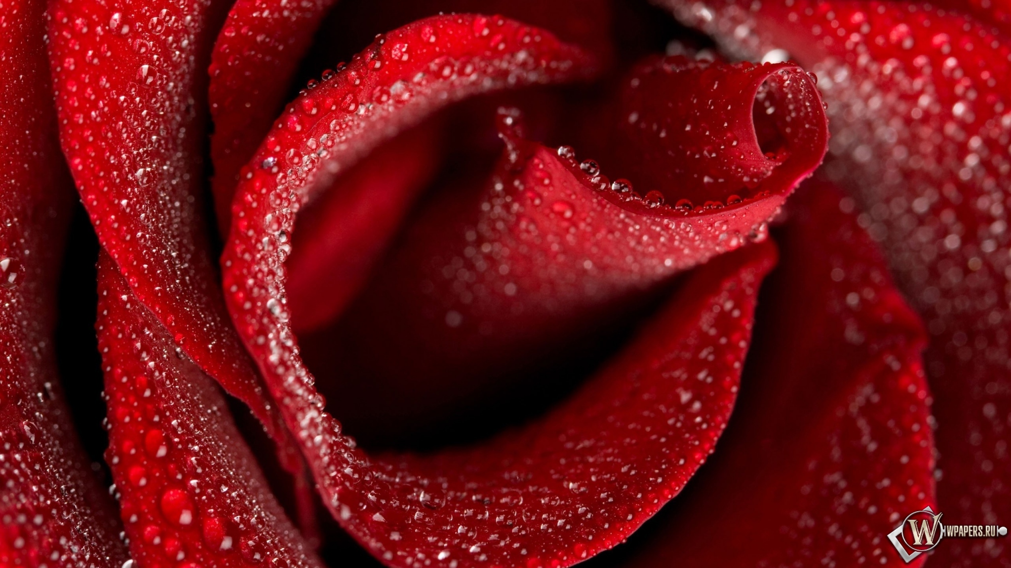 Бутон красной розы 2048x1152