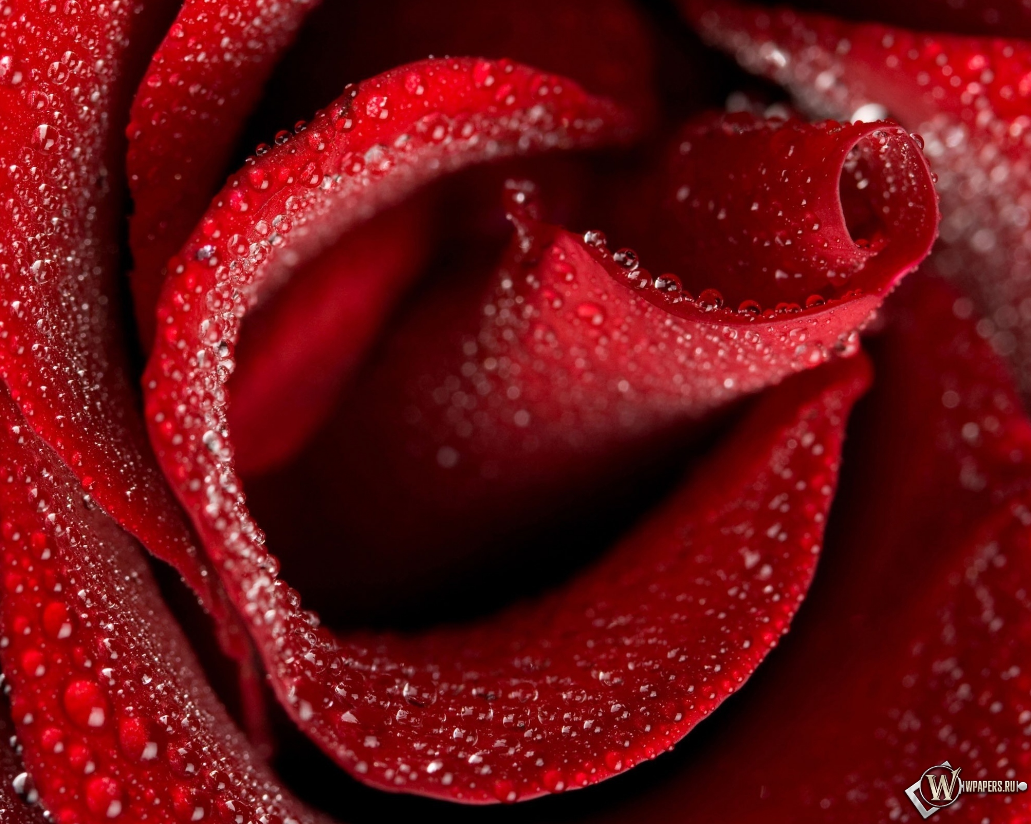 Бутон красной розы 2048x1638