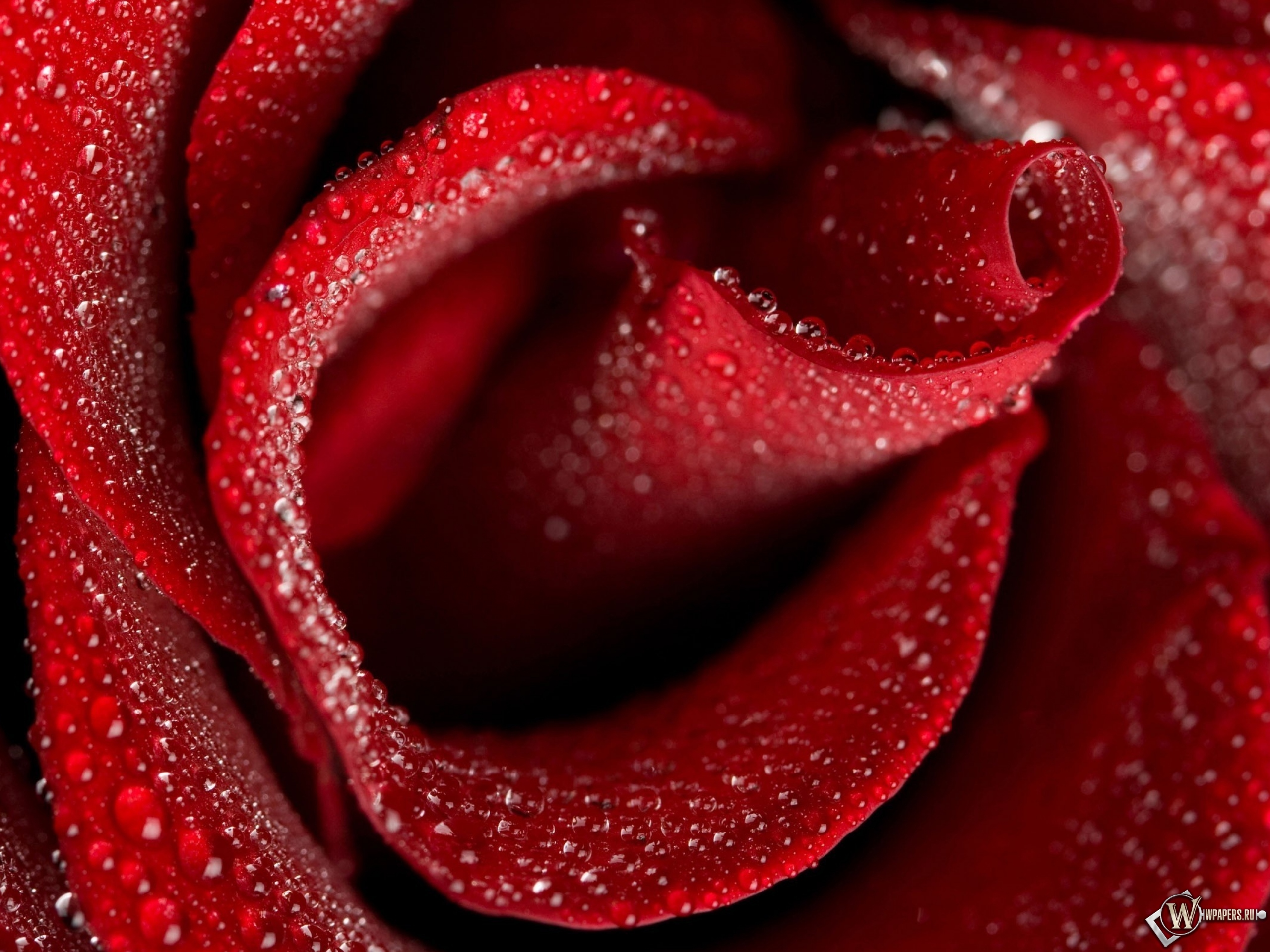 Бутон красной розы 2560x1920