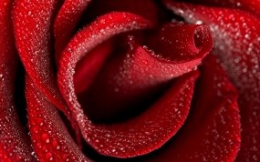 Обои Бутон красной розы: Роза, Цветок, Капли, Лепестки, Макро, Красный, Бутон, Цветы