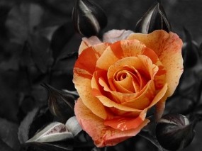 Обои Чайная роза: Роза, Темный фон, контраст, Цветы