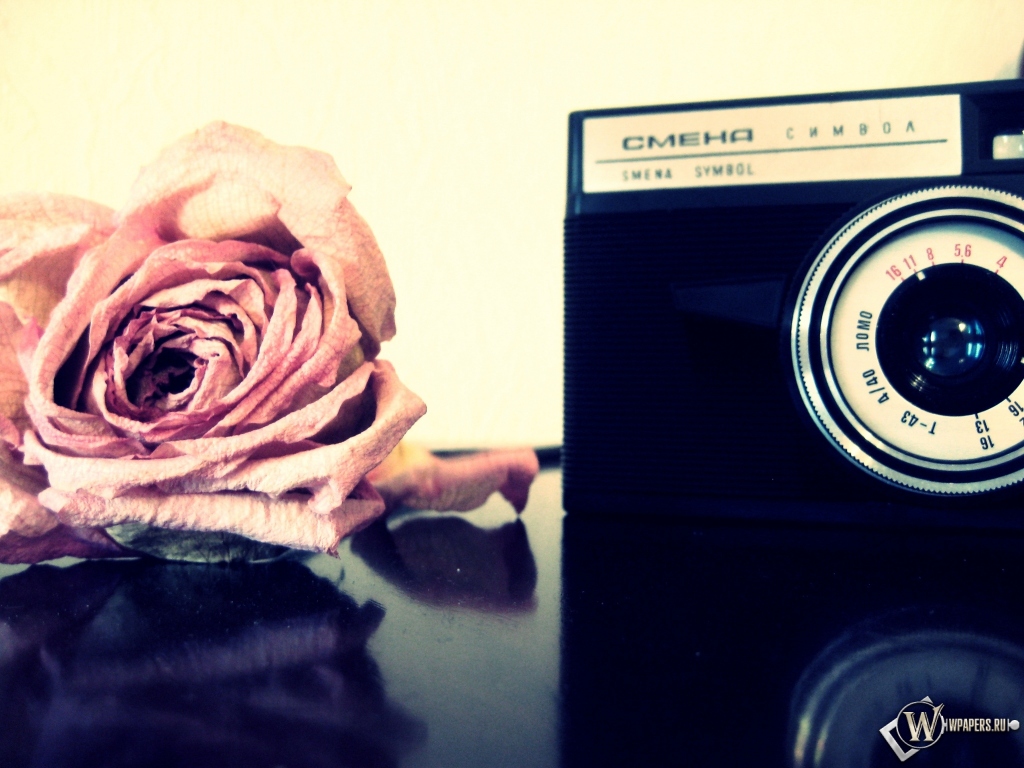Роза и фотоаппарат 1024x768