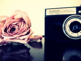 Обои Роза и фотоаппарат: Роза, Цветы, Фотоаппарат, Цветы