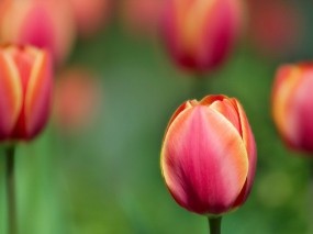 Обои Тюльпаны: Растение, Тюльпан, Цветы