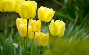 Обои Жёлтые тюльпаны: Сад, Поле, Цветы, Растения, Цветы