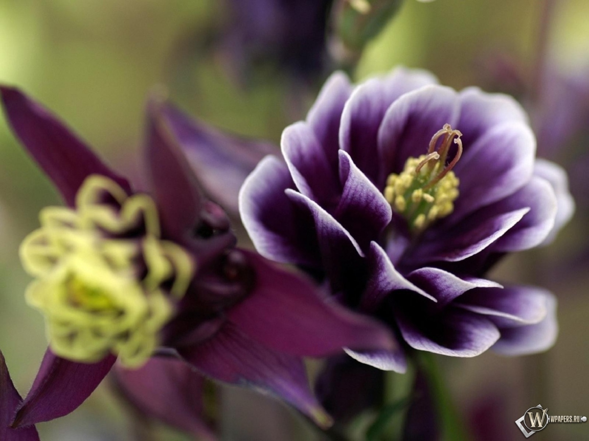 Фиолетовый цветок 1152x864