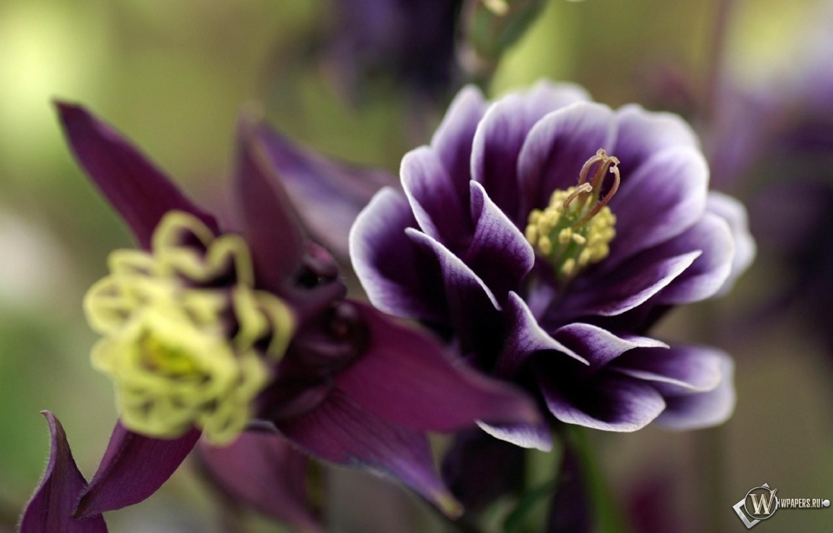 Фиолетовый цветок 1200x768