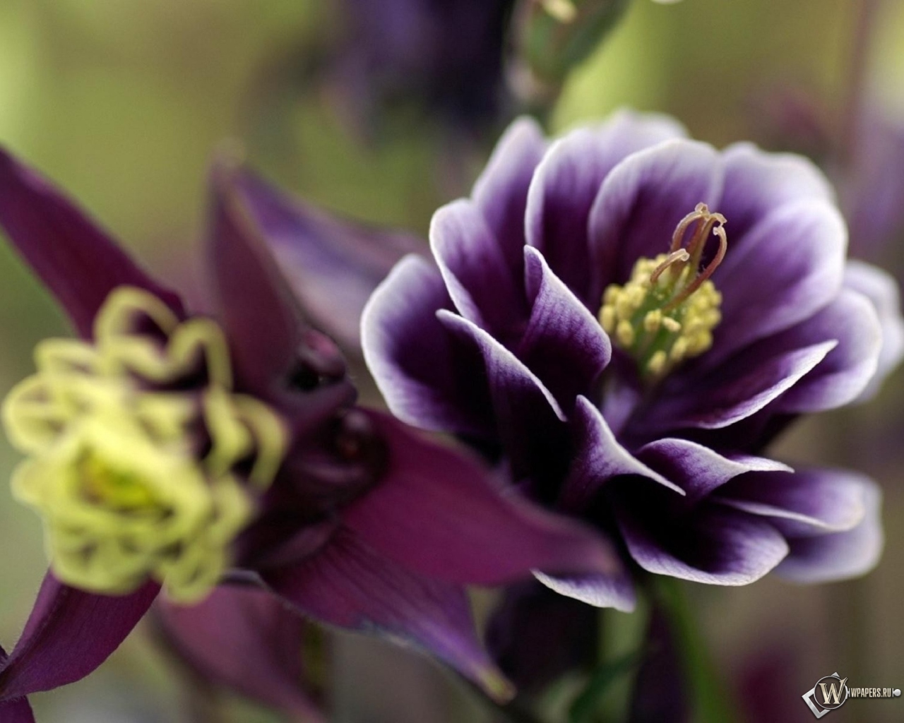 Фиолетовый цветок 1280x1024