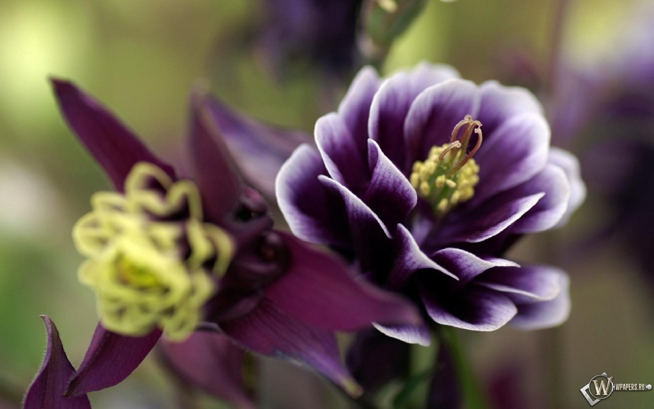 Фиолетовый цветок 1280x800