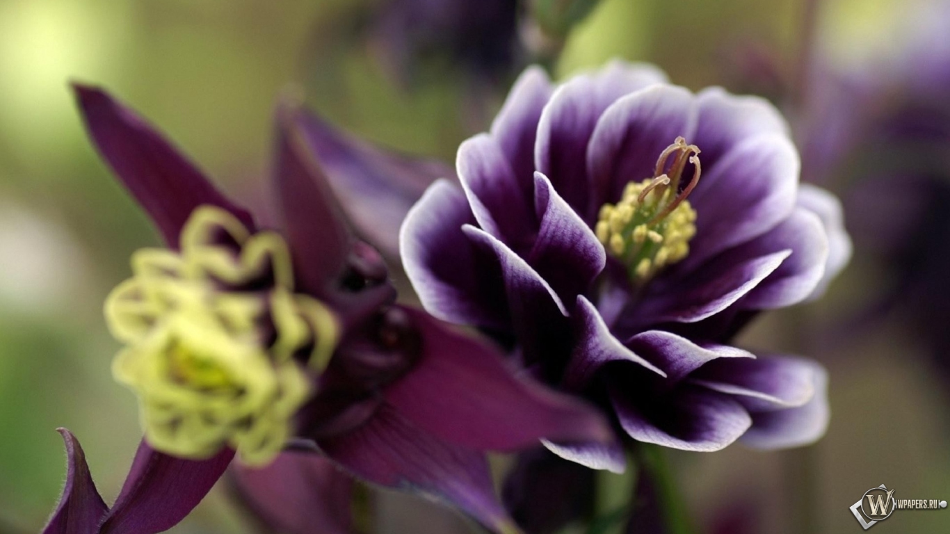 Фиолетовый цветок 1366x768
