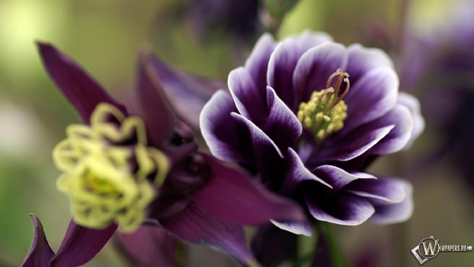 Фиолетовый цветок 1600x900
