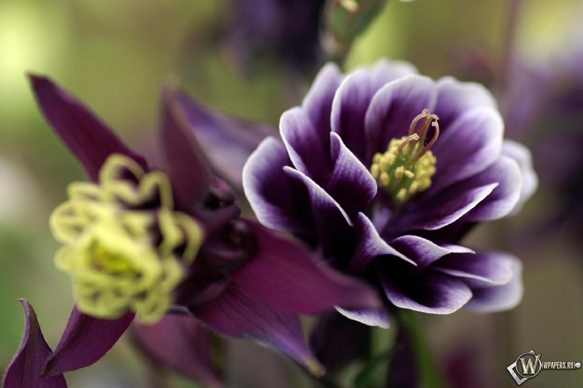 Фиолетовый цветок 1920x1280