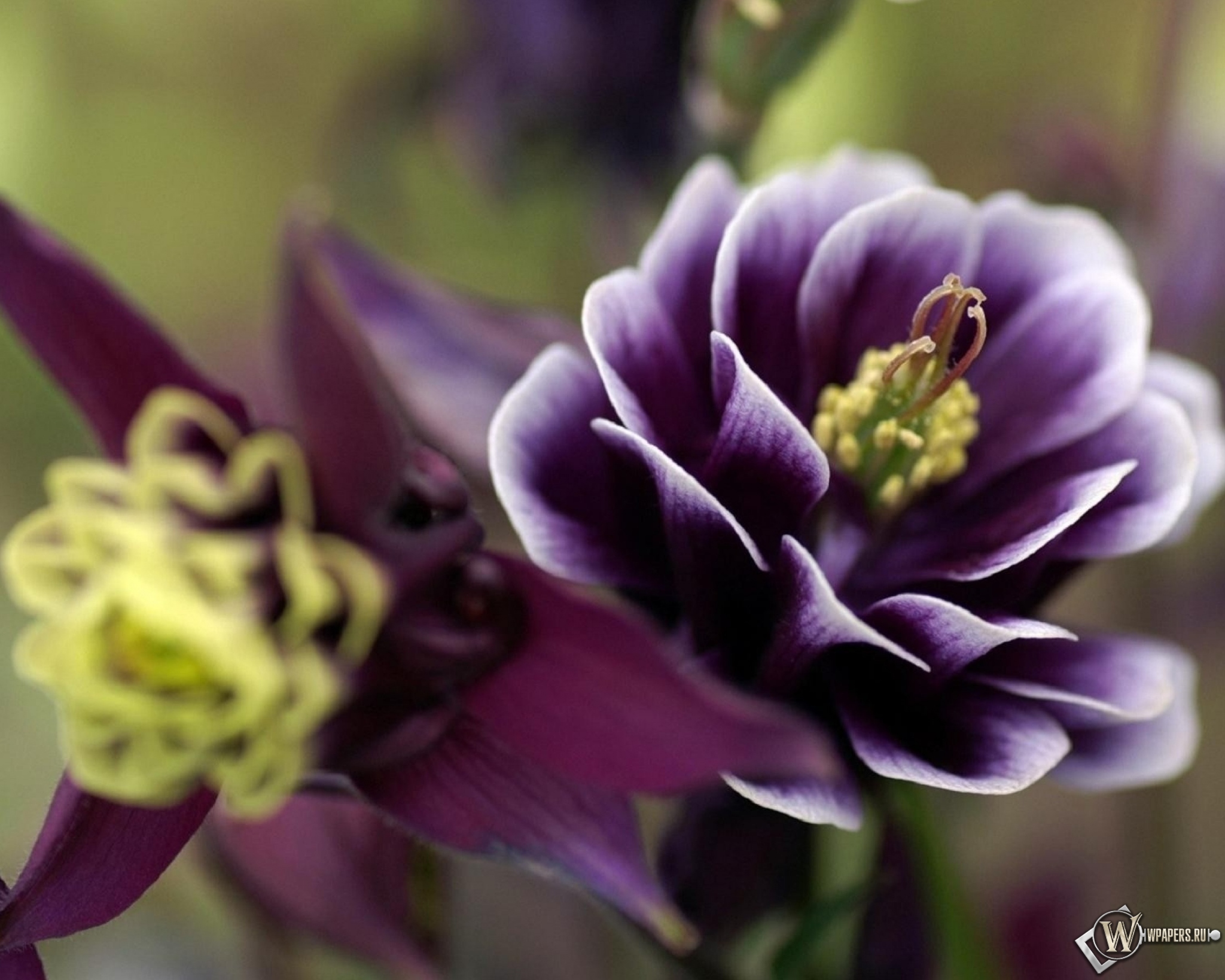 Фиолетовый цветок 2048x1638