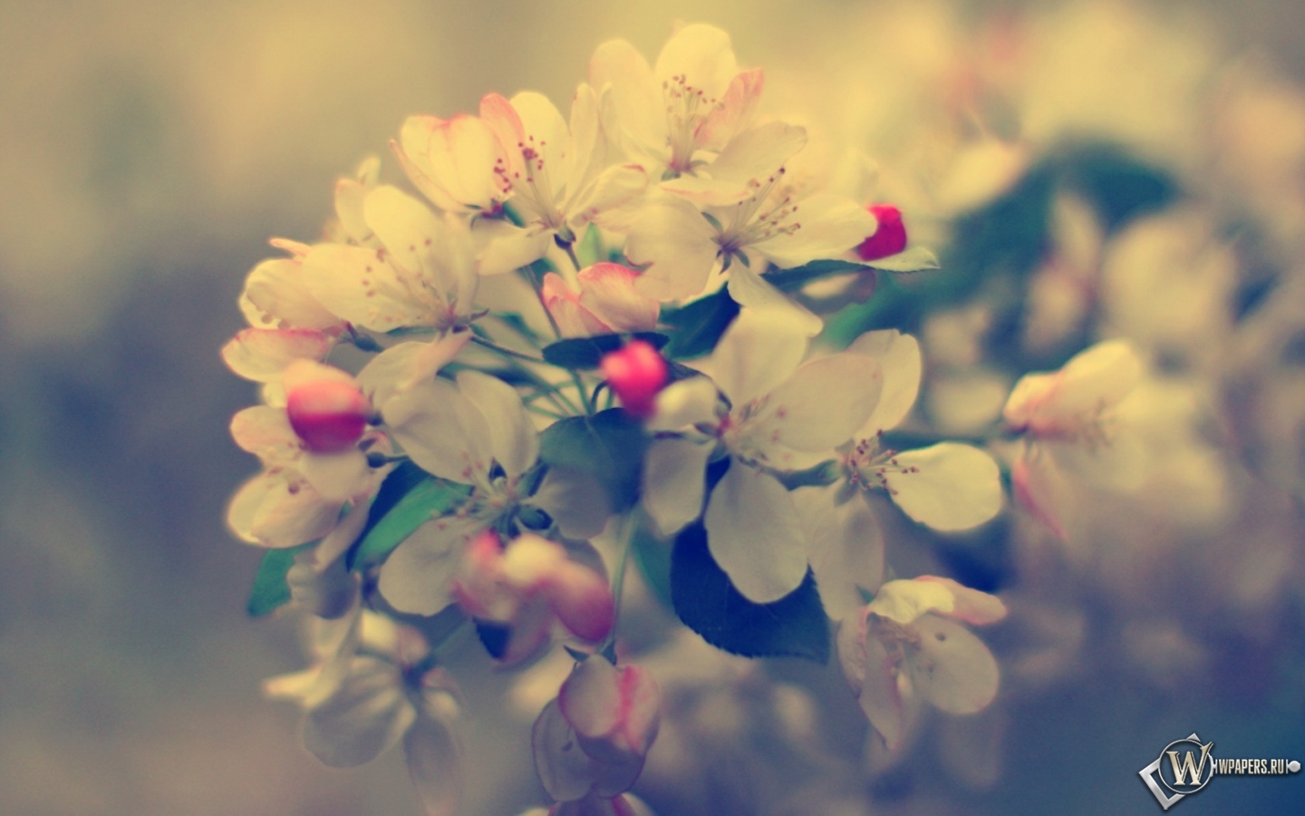 Весенние цветы 1440x900