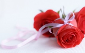 Обои Красные розы: Роза, Белый, Подарок, Лента, Красная, Бутон, Цветы