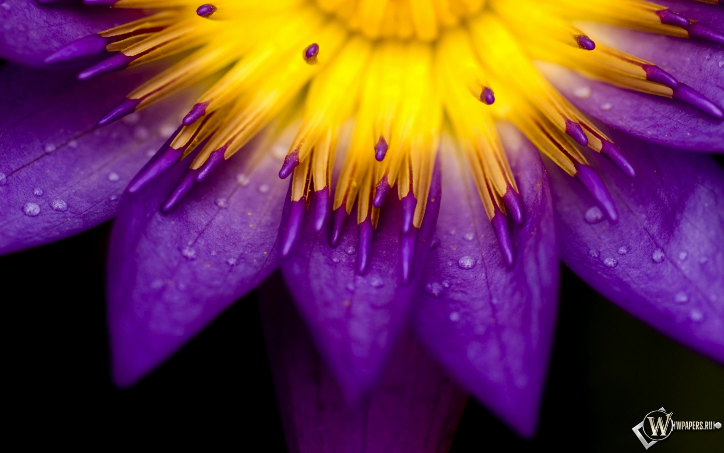 Сиреневый цветок 1440x900