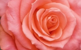 Обои Бутон розы: Роза, Цветок, Лепестки, Розовый, Бутон, Цветы