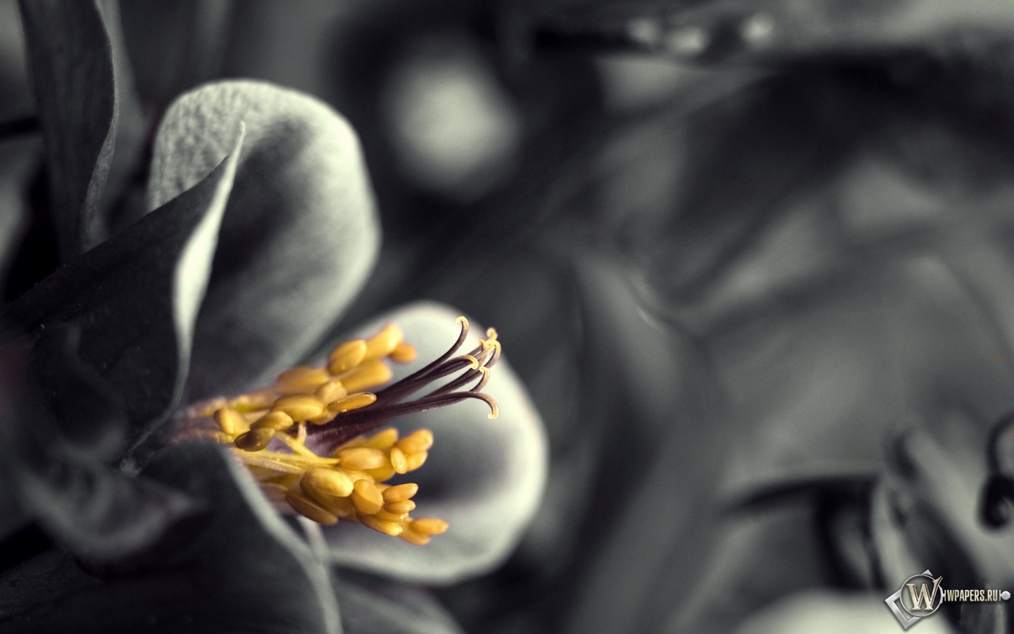 Серый цветок 1440x900