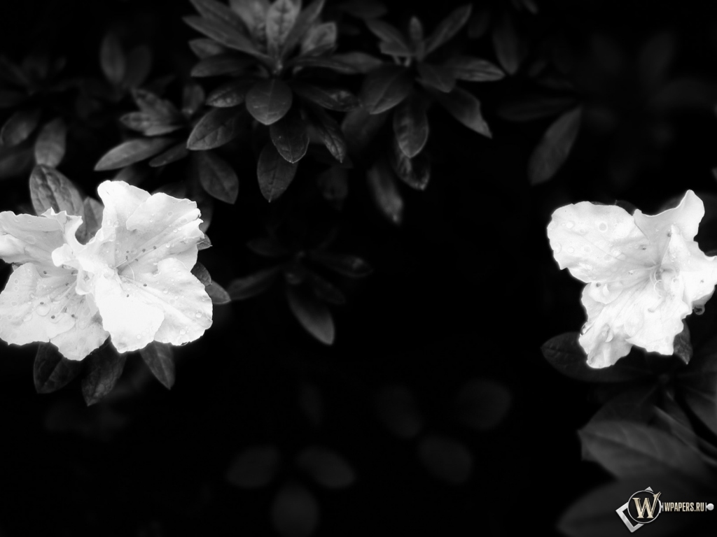 Чёрно-белые цветы 1024x768