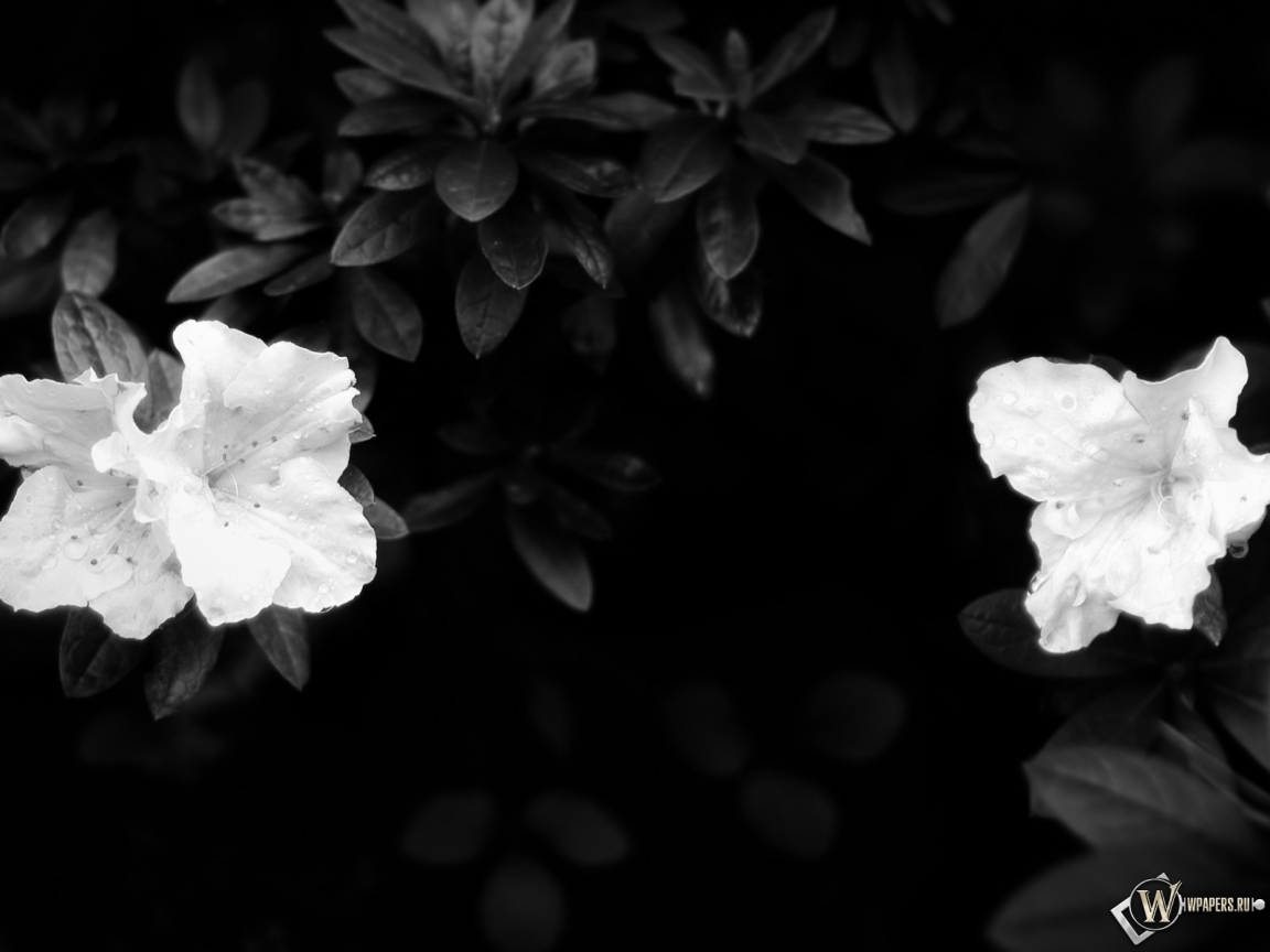 Чёрно-белые цветы 1152x864