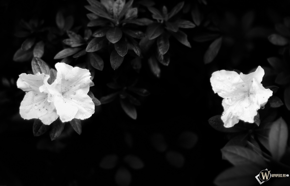 Чёрно-белые цветы 1200x768